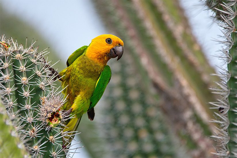 Bruine parkiet op Bonaire