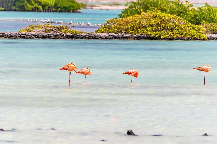 Flamingo's op Bonaire