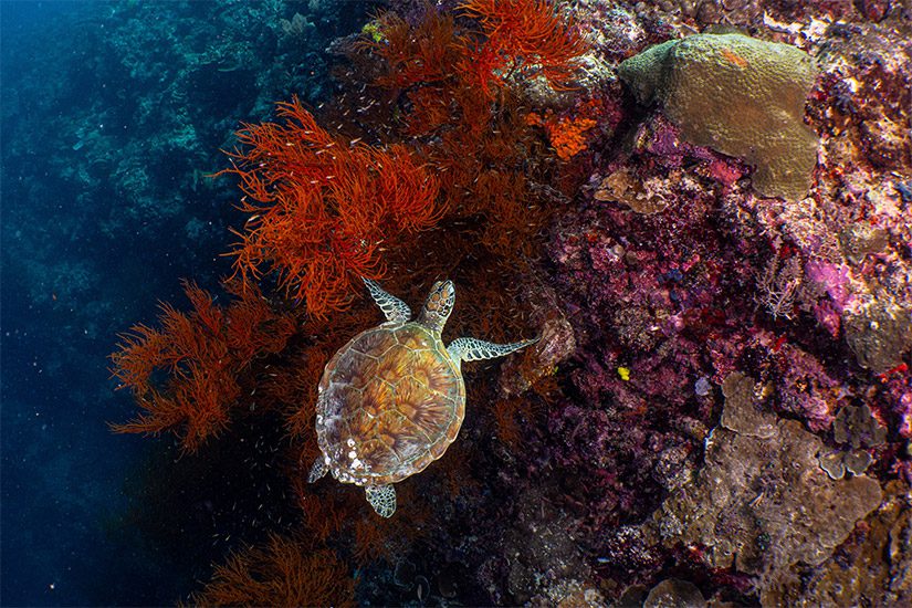 Sipadan eiland