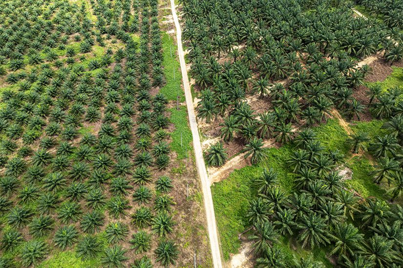 Palmolie plantages Borneo