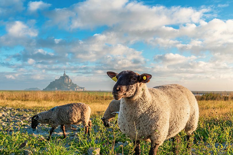 Schapen bij Mont Saint-Michel