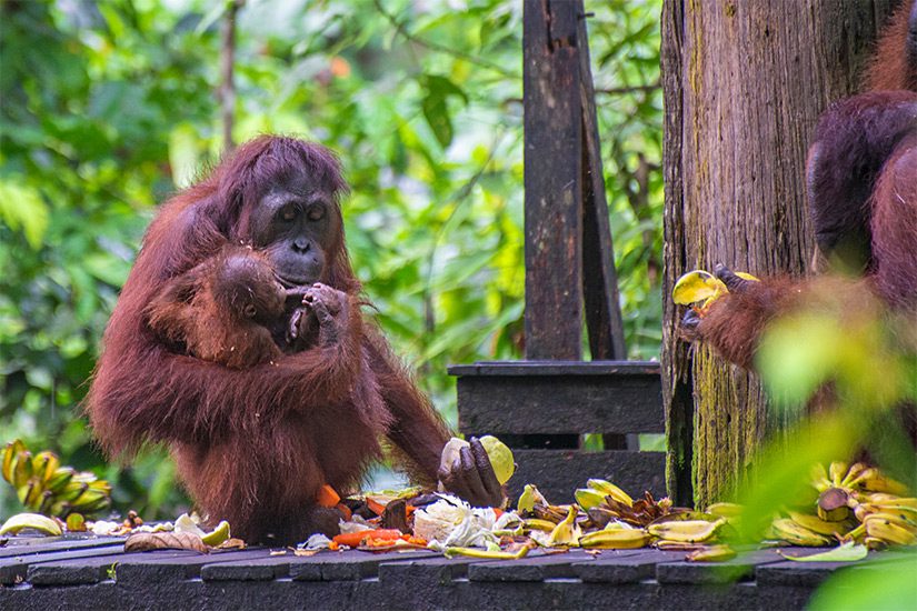 Sepilok Orangutan Rehabilitation Centre